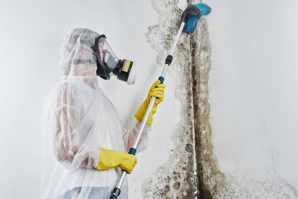 Best Residential Mold Removal  in Lake Elmo, MN