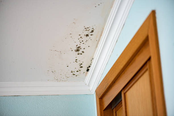Home Mold Removal in Lake Elmo, MN