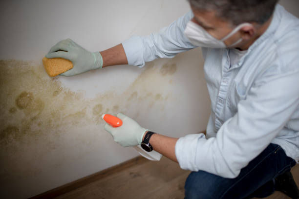 Best Attic Mold Removal  in Lake Elmo, MN