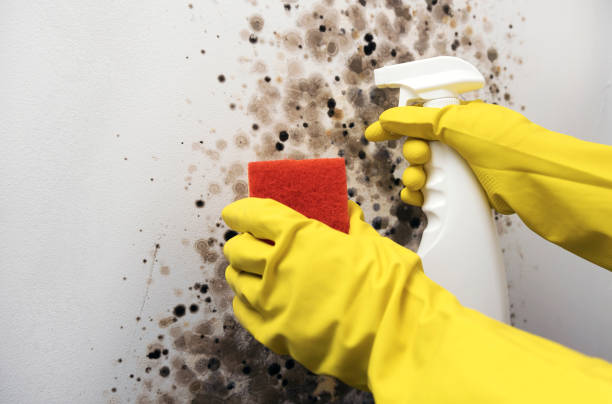 Best Black Mold Removal  in Lake Elmo, MN