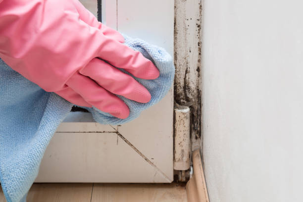 Best Mold Testing  in Lake Elmo, MN